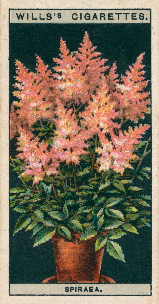 Kukkaviljely ruukuissa: Spiraea (chromolitho) tekijältä English School