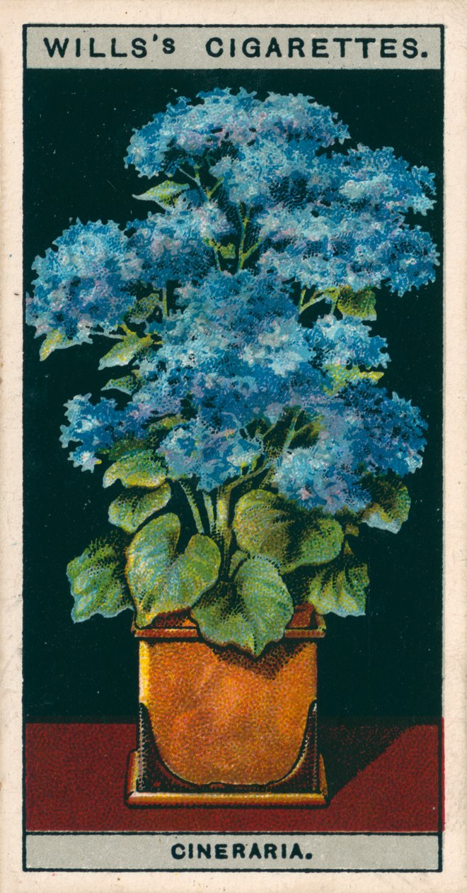 Kukkaviljely ruukuissa: Cineraria (chromolitho) tekijältä English School