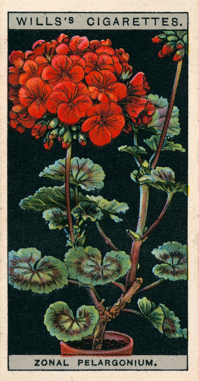 Kukkaviljely ruukuissa: Zonal Pelargonium tai Geranium (chromolitho) tekijältä English School