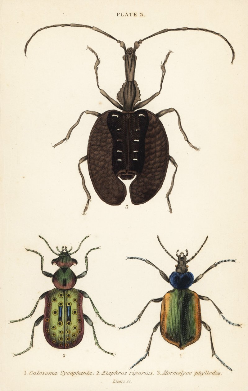 Metsätoukkametsästäjä, Calosoma sycophanta 1, maakuoriainen, Elaphrus riparius 2 ja viulukuoriainen, Mormolyce phyllodes 3 tekijältä English School