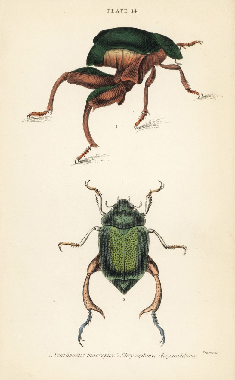Sammakkojalkakuoriainen tai kengurukuoriainen, Sagra papuana 1 ja Shining leaf chafer -kuoriainen, Chrysophora chrysochlora tekijältä English School