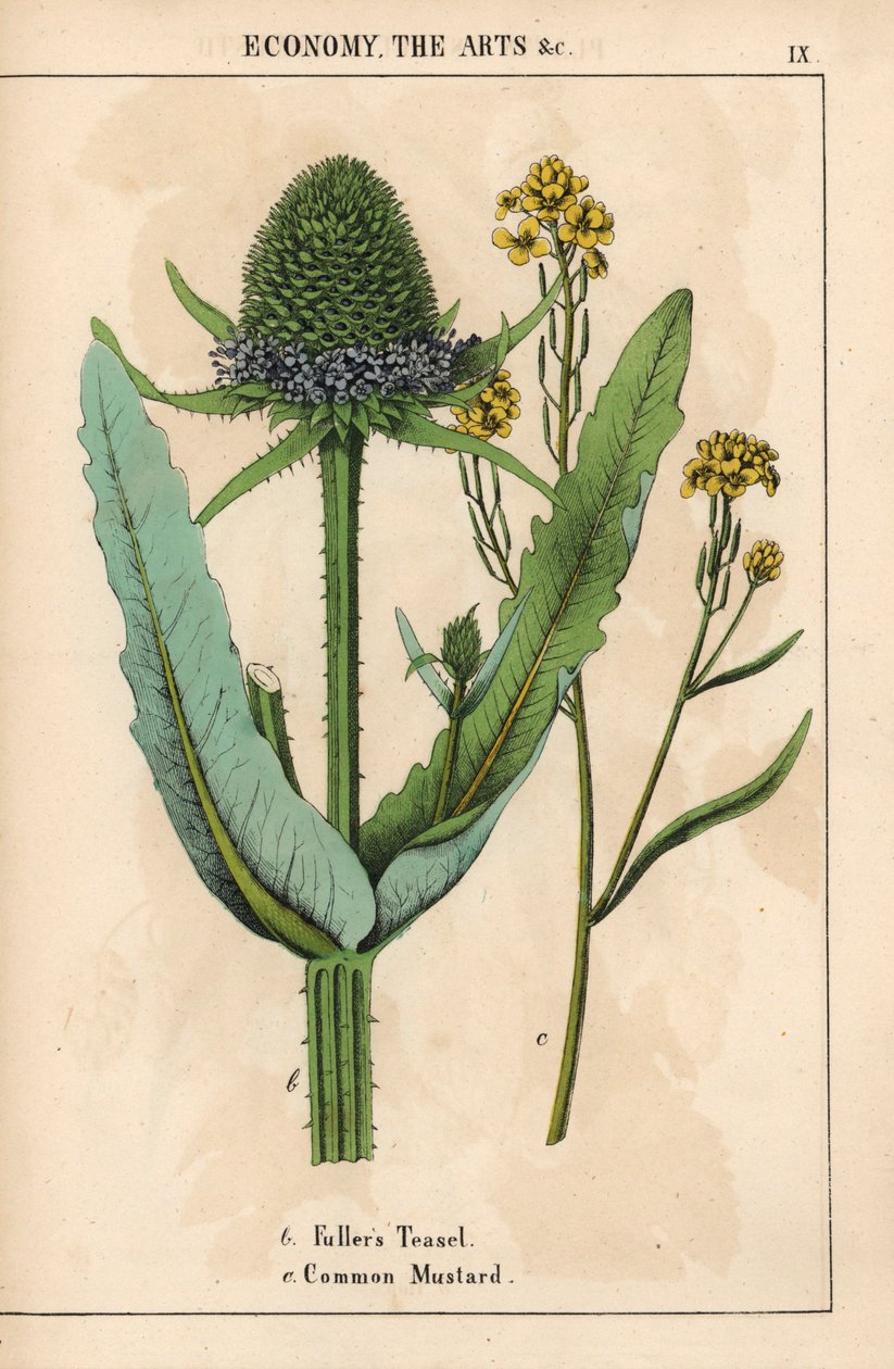 Fullerin teasel tai ohdake ja tavallinen sinappi keltaisilla kukilla  , julkaisusta "The Instructive Picturebook, or Lessons from the Vegetable World", [Charlotte Mary Yonge], Edinburgh tekijältä English School