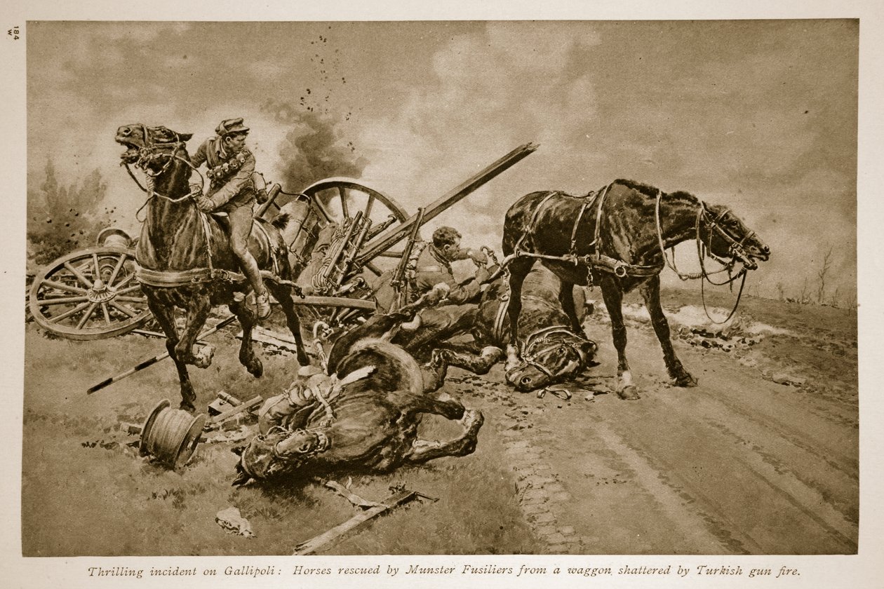 Gallipoli: Munster Fusiliersin pelastamat hevoset turkkilaisen tulipalon särkyneestä vaunusta, 1914-1919 tekijältä English School
