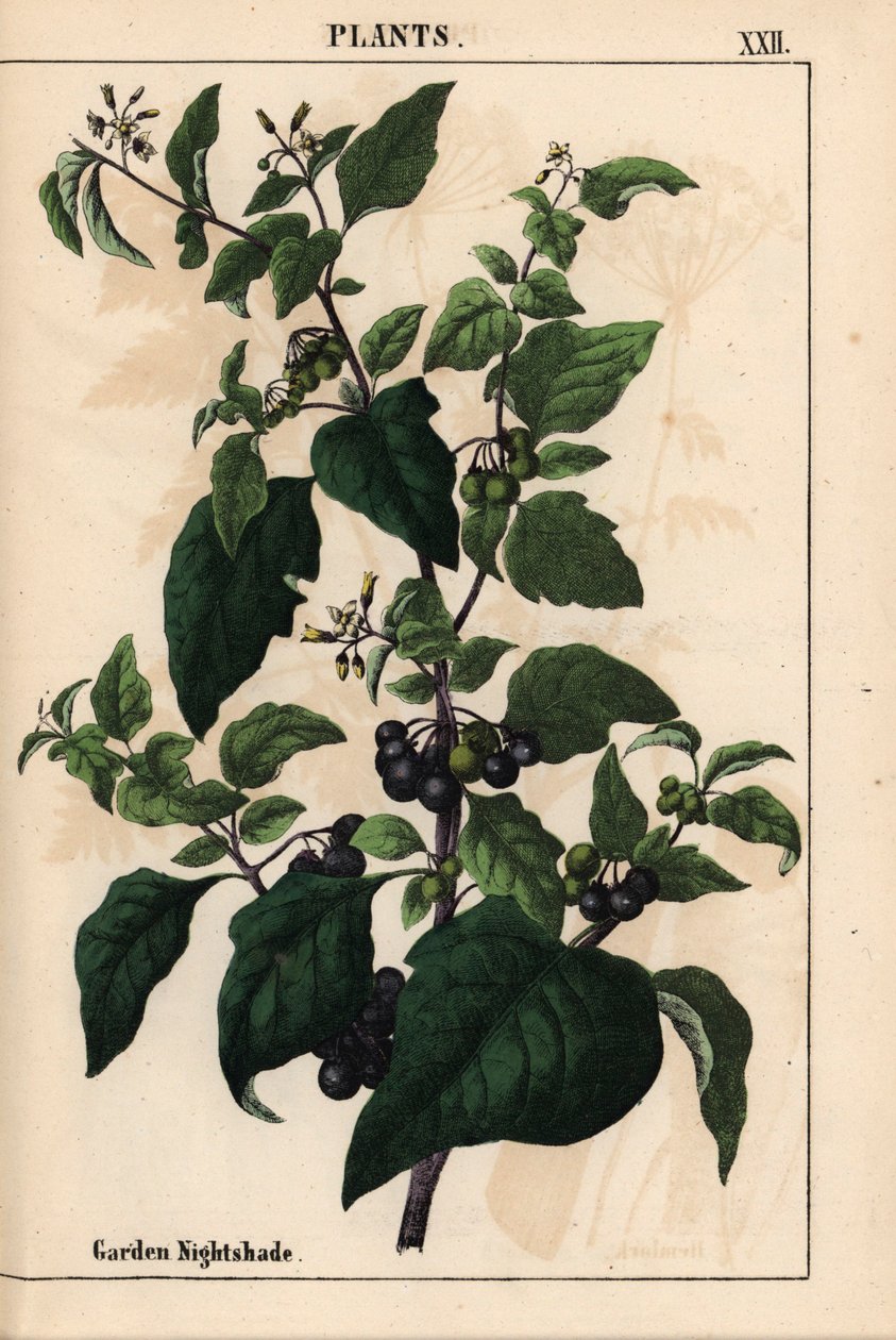 Puutarha tai musta yövoide mustilla marjoilla Solanum nigrum   , julkaisusta "The Instructive Picturebook, or Lessons from the Vegetable World", [Charlotte Mary Yonge], Edinburgh tekijältä English School