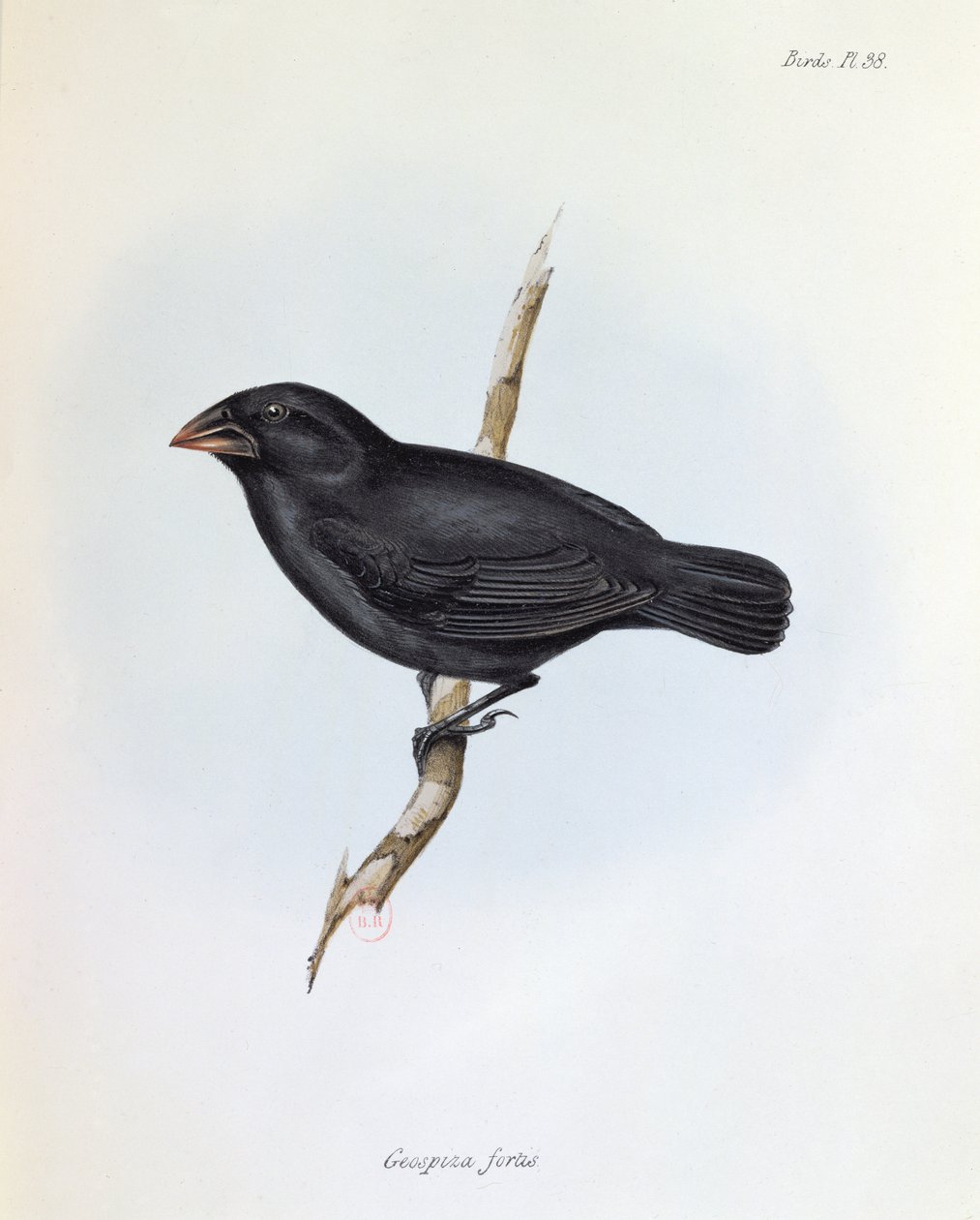 Geospiza Fortis, kuvitus teoksesta The Zoology of the Voyage of H.M.S. Beagle, 1832-36, kirjoittanut Charles Darwin (1809-92), 1840 tekijältä English School