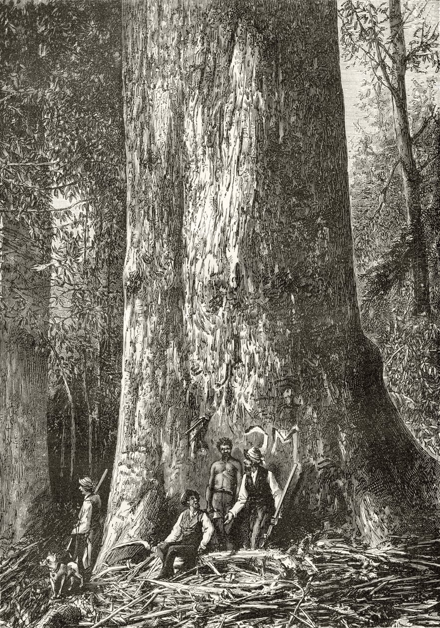 Giant Gum Tree, n. 1880, Howard Willoughbyn "Australian Pictures" -julkaisusta, julkaisija Religious Tract Society, Lontoo, 1886 tekijältä English School