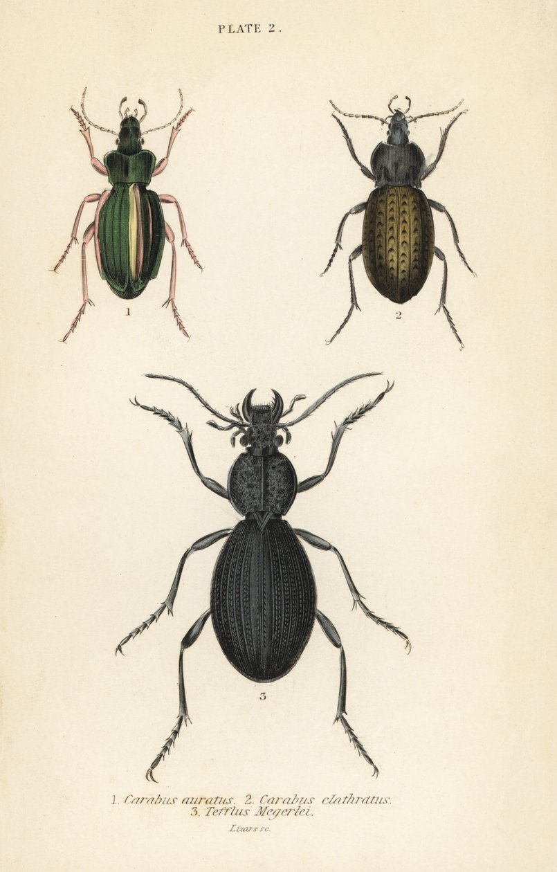 Kultainen maakuoriainen, Carabus auratus 1, maakuoriainen, Carabus clathratus 2 ja suuri musta maakuoriainen, Tefflus megerlei tekijältä English School