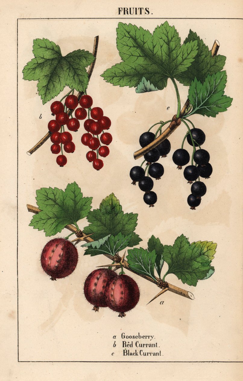 Karviainen, punaherukka ja mustaherukka hedelmät   , julkaisusta "The Instructive Picturebook, or Lessons from the Vegetable World", [Charlotte Mary Yonge], Edinburgh tekijältä English School