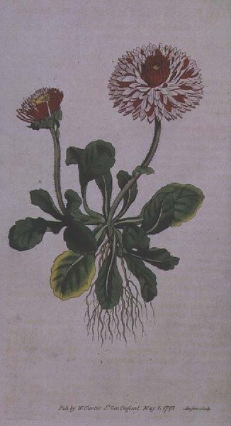 Suuri kaksoiskukka (Bellis perennis var. major flore pleno), taulu 228 William Curtisin teoksesta "The Botanical Magazine" (tai "Flower Garden Displayed"), kaiverrettu F. Sansom, pub. 1793-94 tekijältä English School