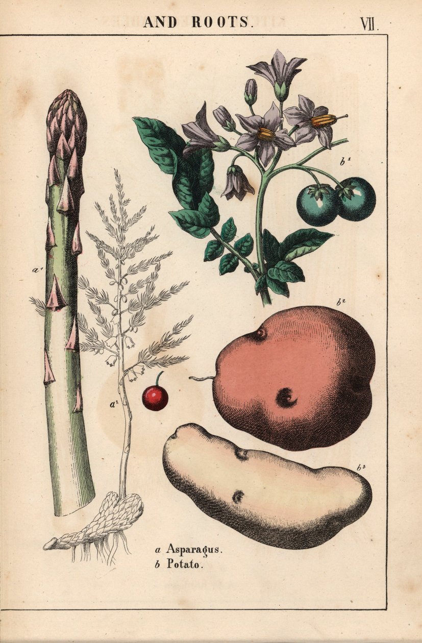 Vihreä parsa ja peruna   , julkaisusta "The Instructive Picturebook, or Lessons from the Vegetable World", [Charlotte Mary Yonge], Edinburgh tekijältä English School