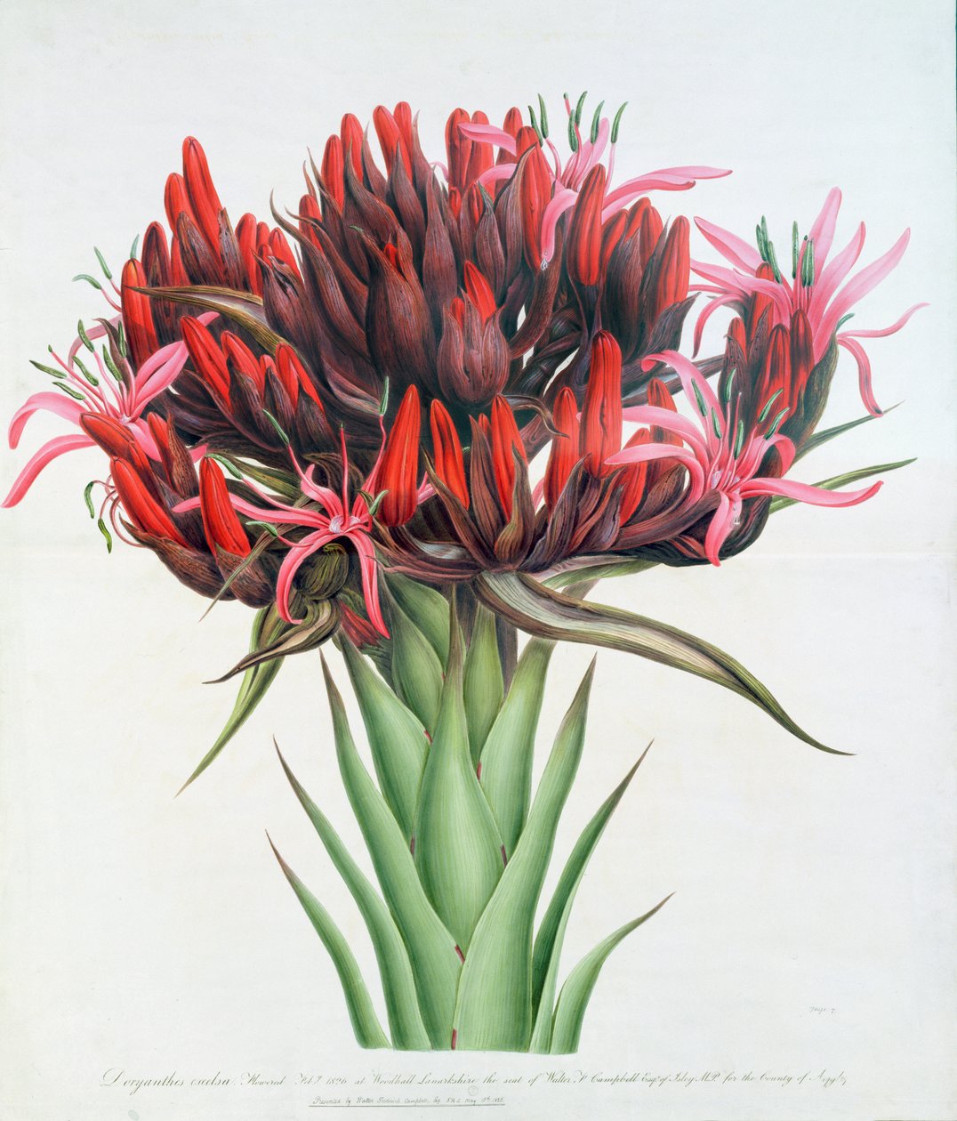 Gymea Lily, 1826 (wc paperilla) tekijältä English School