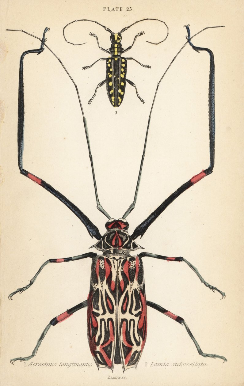 Harlekiinikuoriainen, Acrocinus longimanus 1, ja litteäkuoriainen, Taeniotes subocellatus tekijältä English School