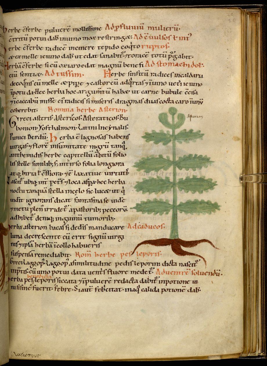 Harley 4986 fol.20 The Herb Asterion (vellum) tekijältä English School