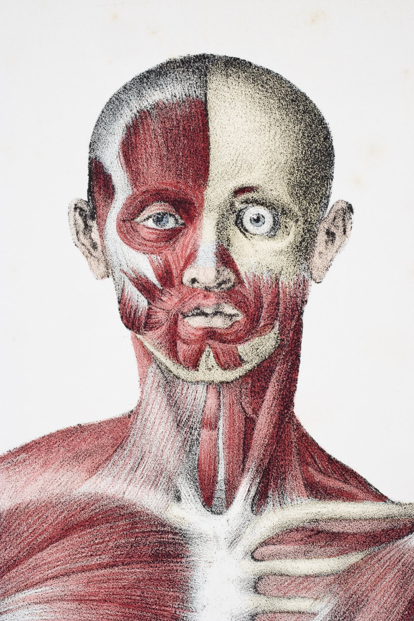 Miespuolisen ihmiskehon pää ja hartiat, joissa näkyy lihaksia jänteitä ja luut, teoksesta The Vessels of the Human Body, toimittajina Jones Quain ja William Wilson, julkaisija Taylor and Watson, Lontoo vuonna 1837 tekijältä English School
