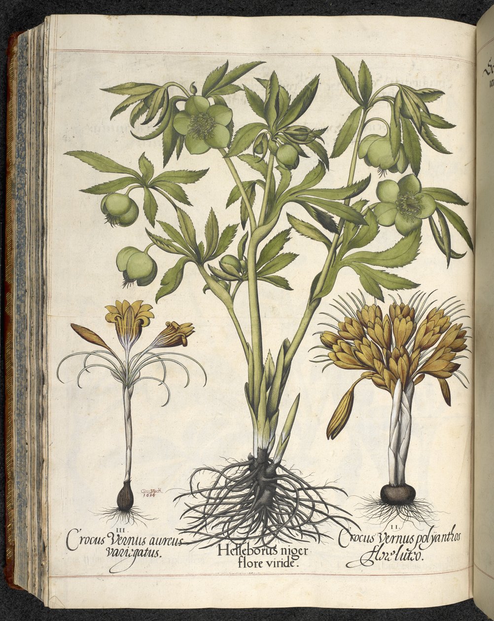 Helleborus Niger (musta hellebore) 