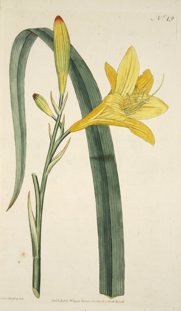 Hemerocallis Flava (keltainen päivälilja) The Botanical Magazainesta tai Flower Gardenista Näytetään, pub. 1796 (käsinvärinen kaiverrus) tekijältä English School