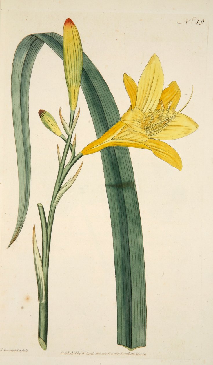 Hemerocallis Flava Yellow Day Lily, pub. 1796 käsinvärjätty kaiverrus. tekijältä English School