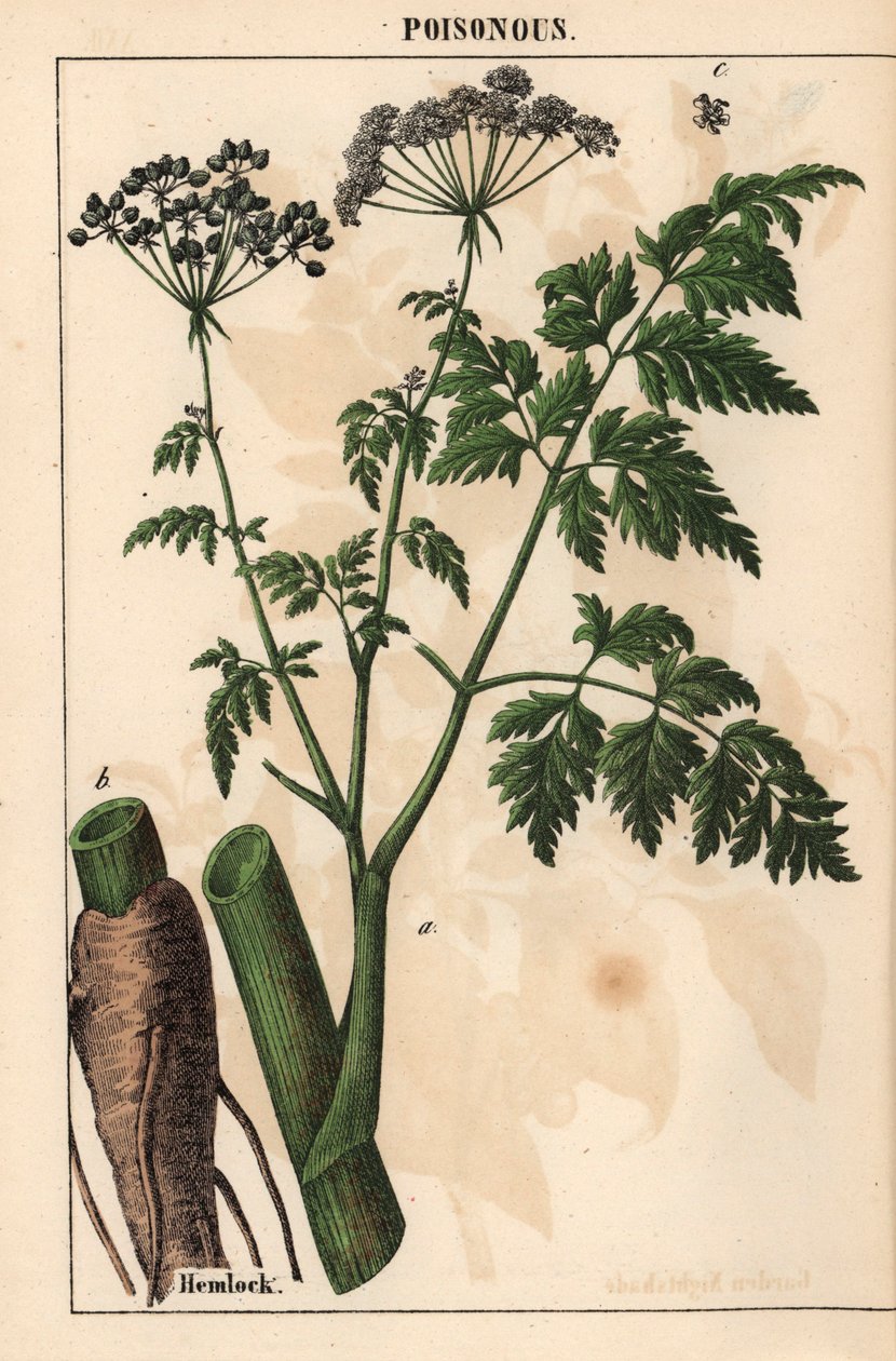 Hemlock tai Conium maculatum   , julkaisusta "The Instructive Picturebook, or Lessons from the Vegetable World", [Charlotte Mary Yonge], Edinburgh tekijältä English School