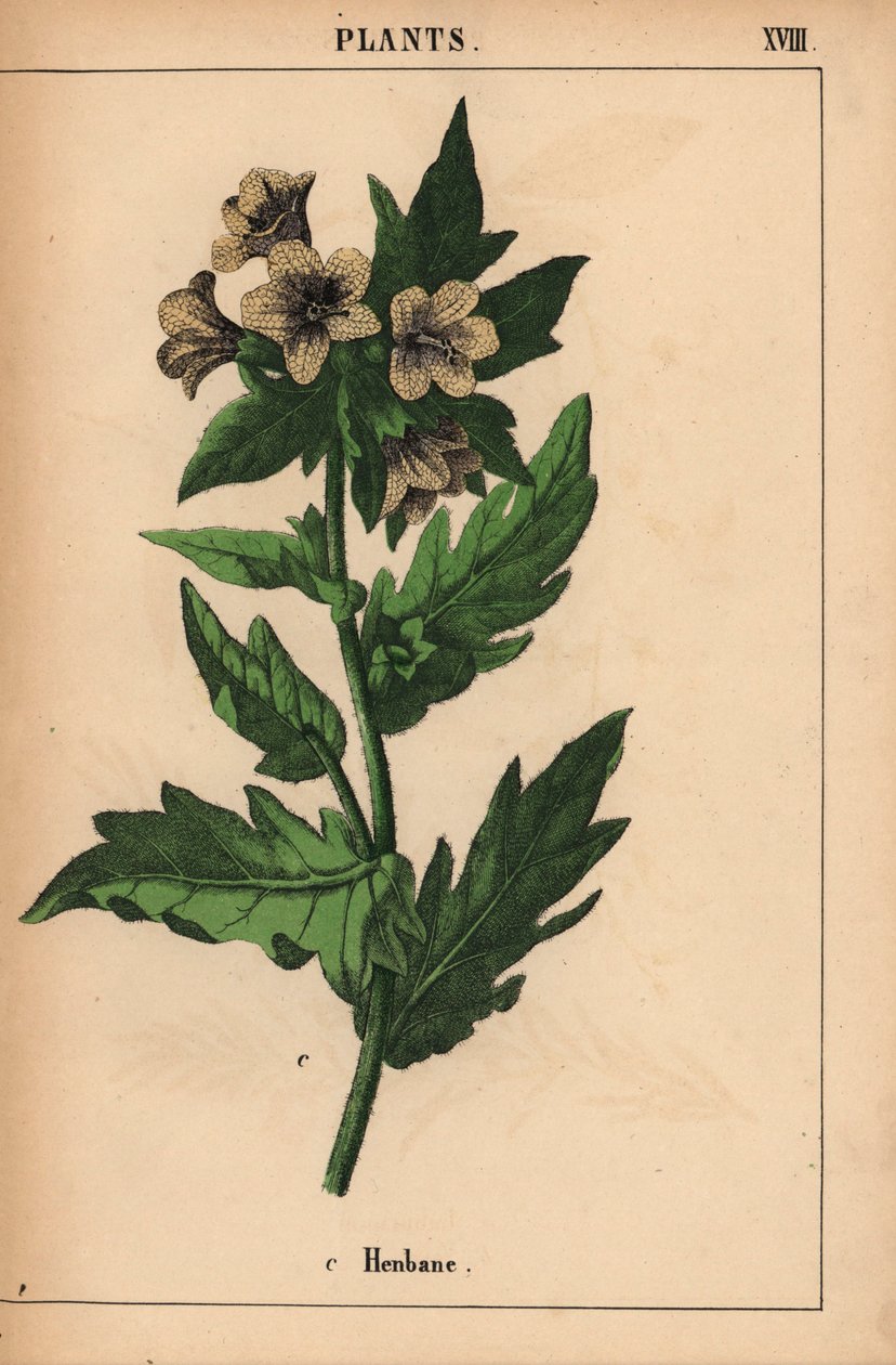 Henbane   , julkaisusta "The Instructive Picturebook, or Lessons from the Vegetable World", [Charlotte Mary Yonge], Edinburgh tekijältä English School