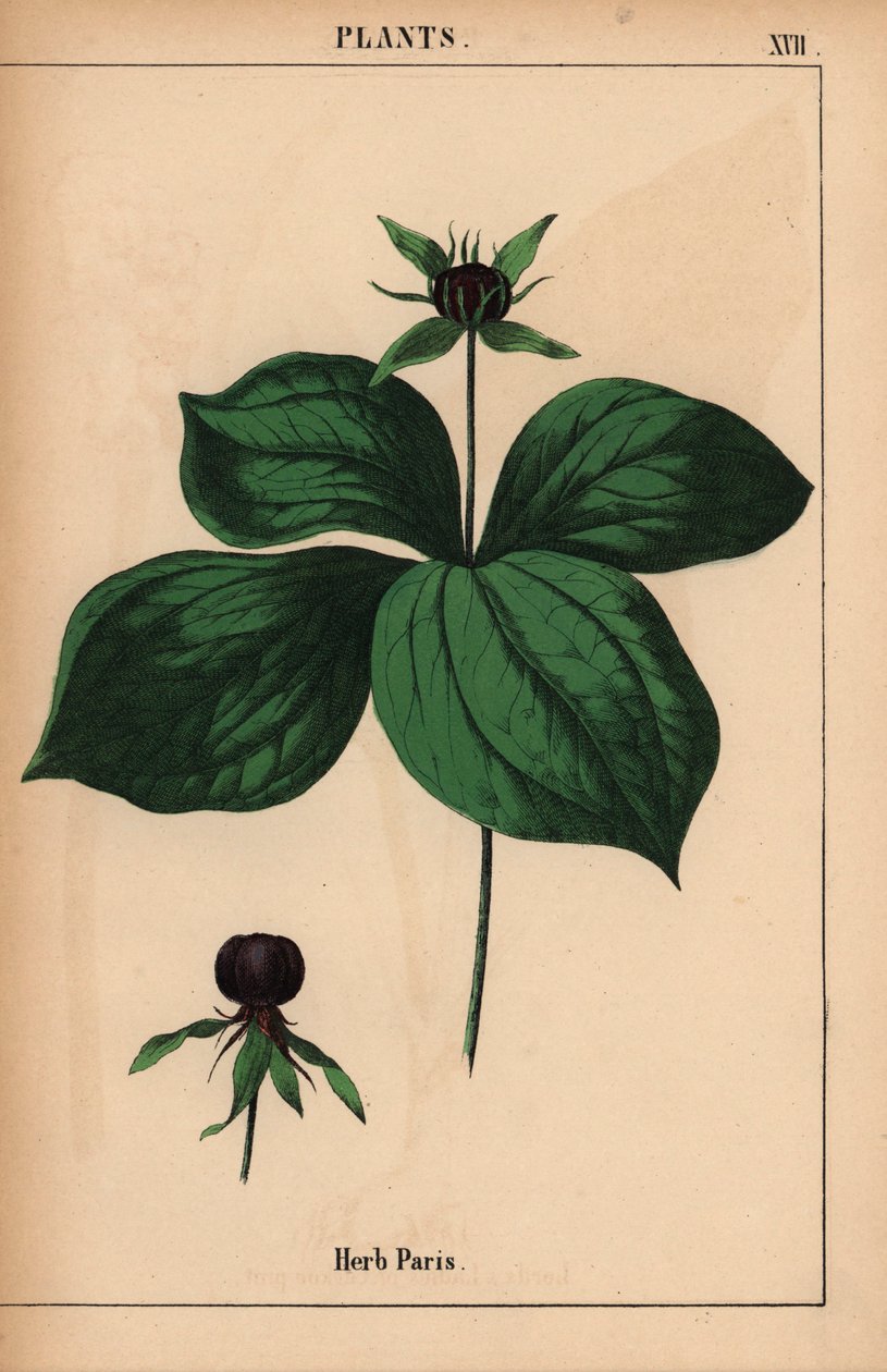 Herb pariisi   , julkaisusta "The Instructive Picturebook, or Lessons from the Vegetable World", [Charlotte Mary Yonge], Edinburgh tekijältä English School
