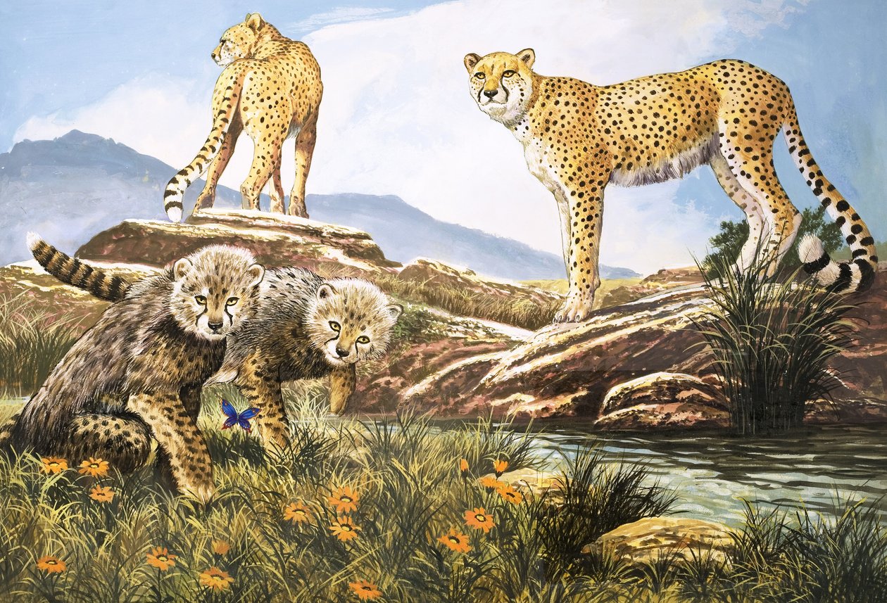 High-Speed Hunter, The Cheetah, kuvitus teoksesta Nature