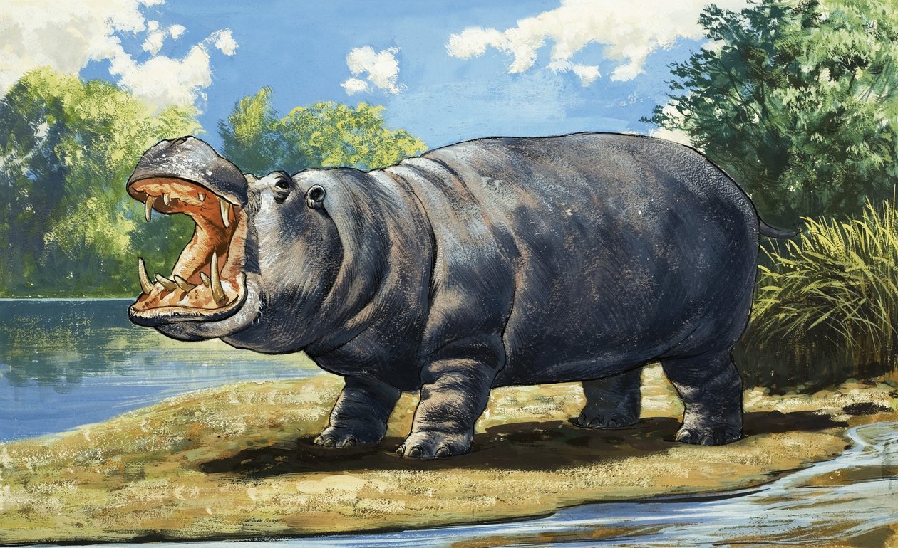 Hippopotamus tekijältä English School