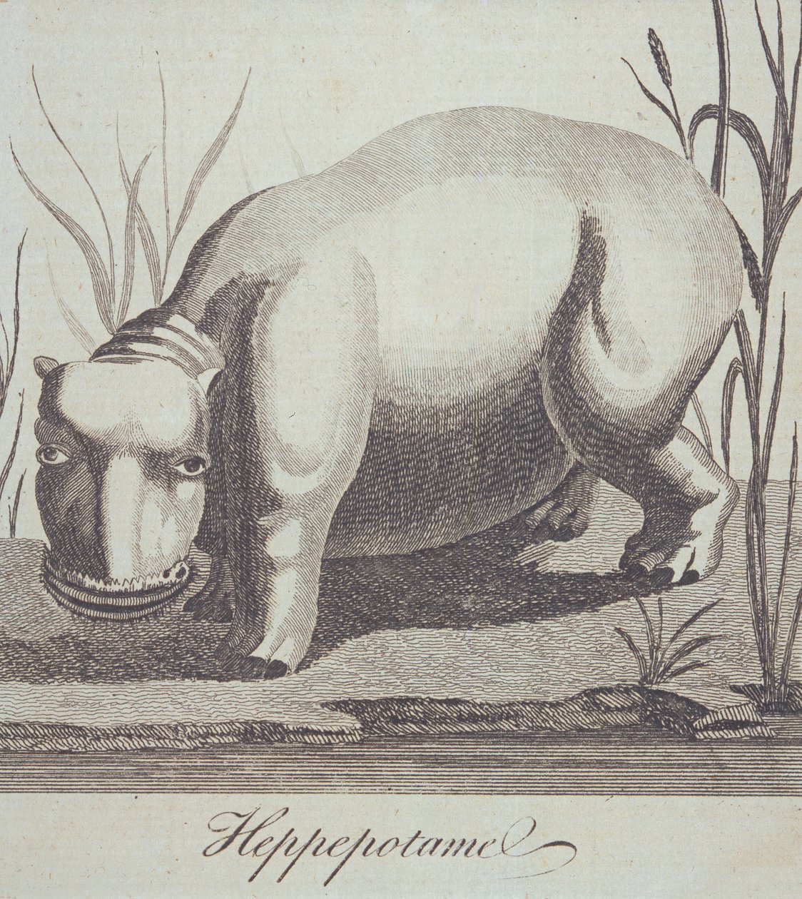 Virtahepo, The Gentlemans Magazinesta, julkaistu joulukuussa 1772 tekijältä English School