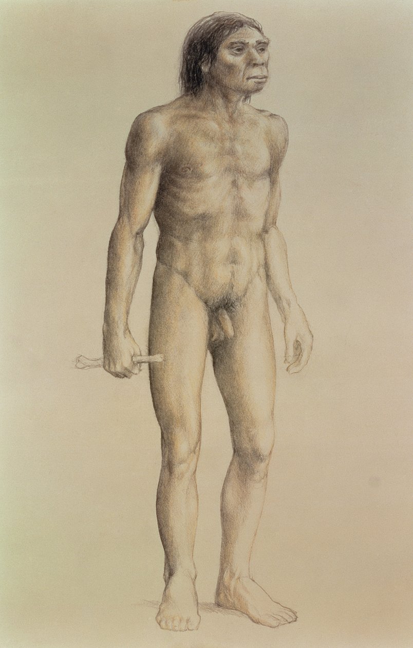 Homo erectus (kynä paperille) tekijältä English School
