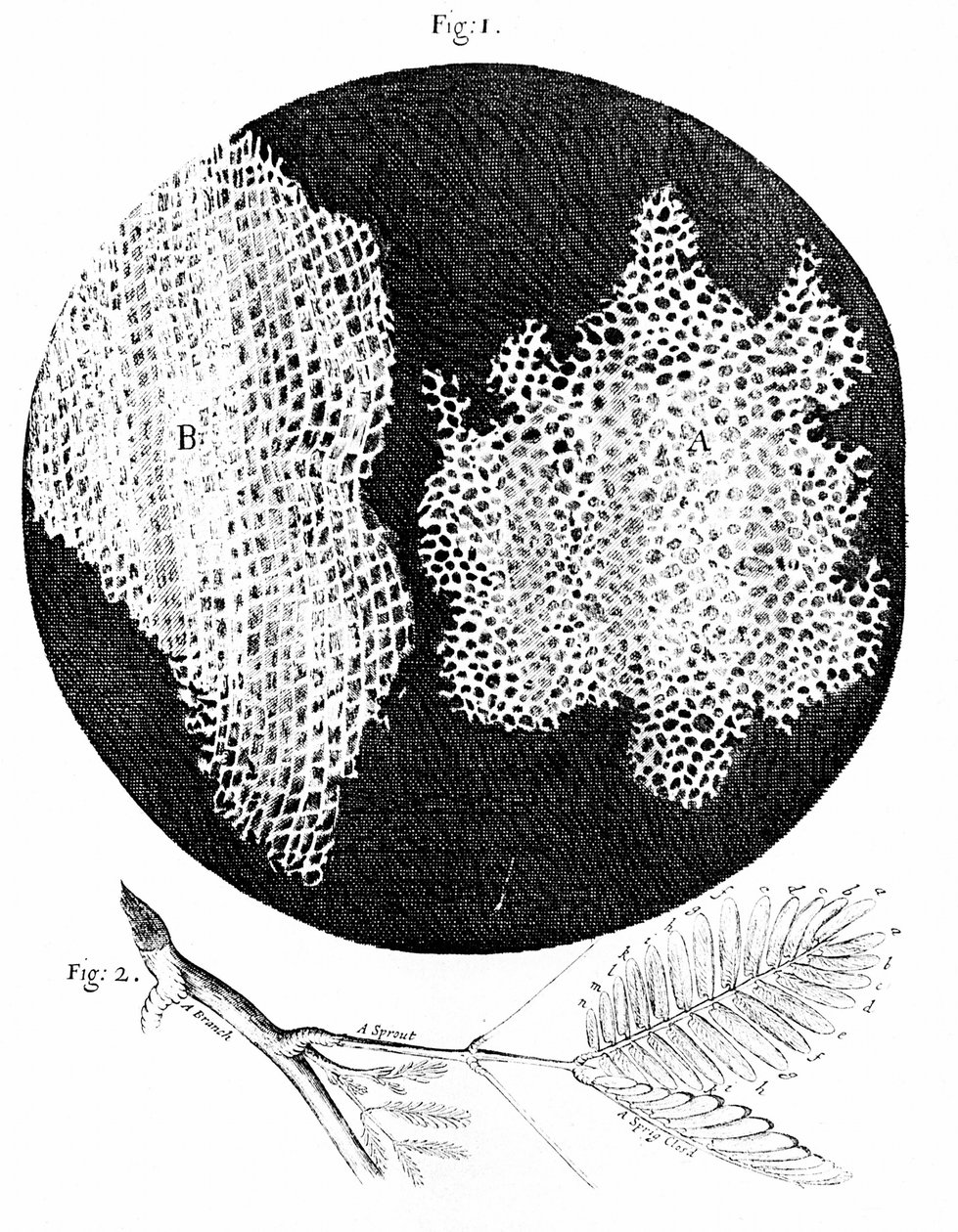 Hooken havainnot korkin solurakenteesta (kuva 1) ja herkän (Sensitive) kasvin oksa (kuva 2) 1665 (kaiverrus). tekijältä English School