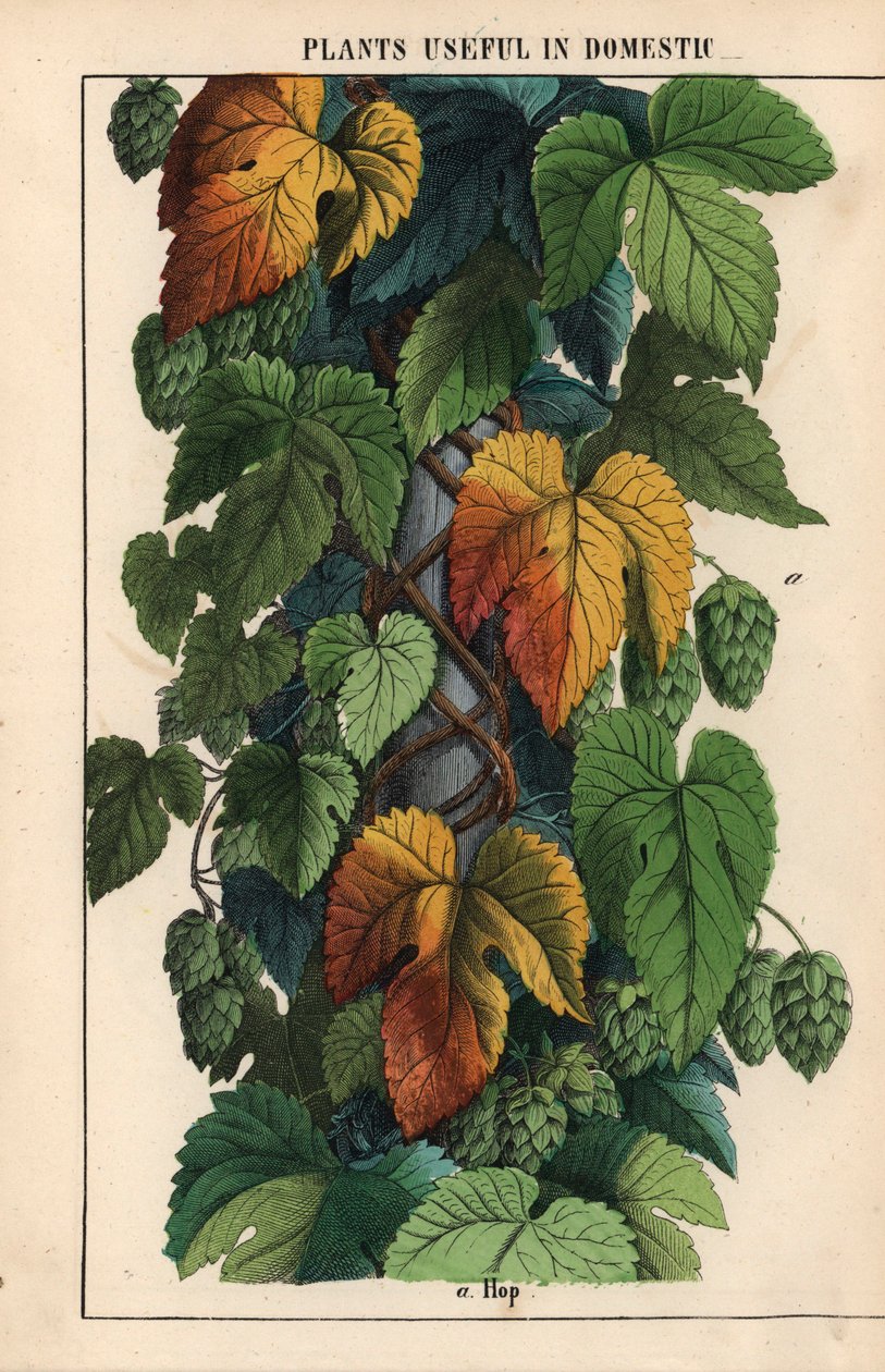 Humala, vihreillä hedelmillä  , julkaisusta "The Instructive Picturebook, or Lessons from the Vegetable World", [Charlotte Mary Yonge], Edinburgh tekijältä English School
