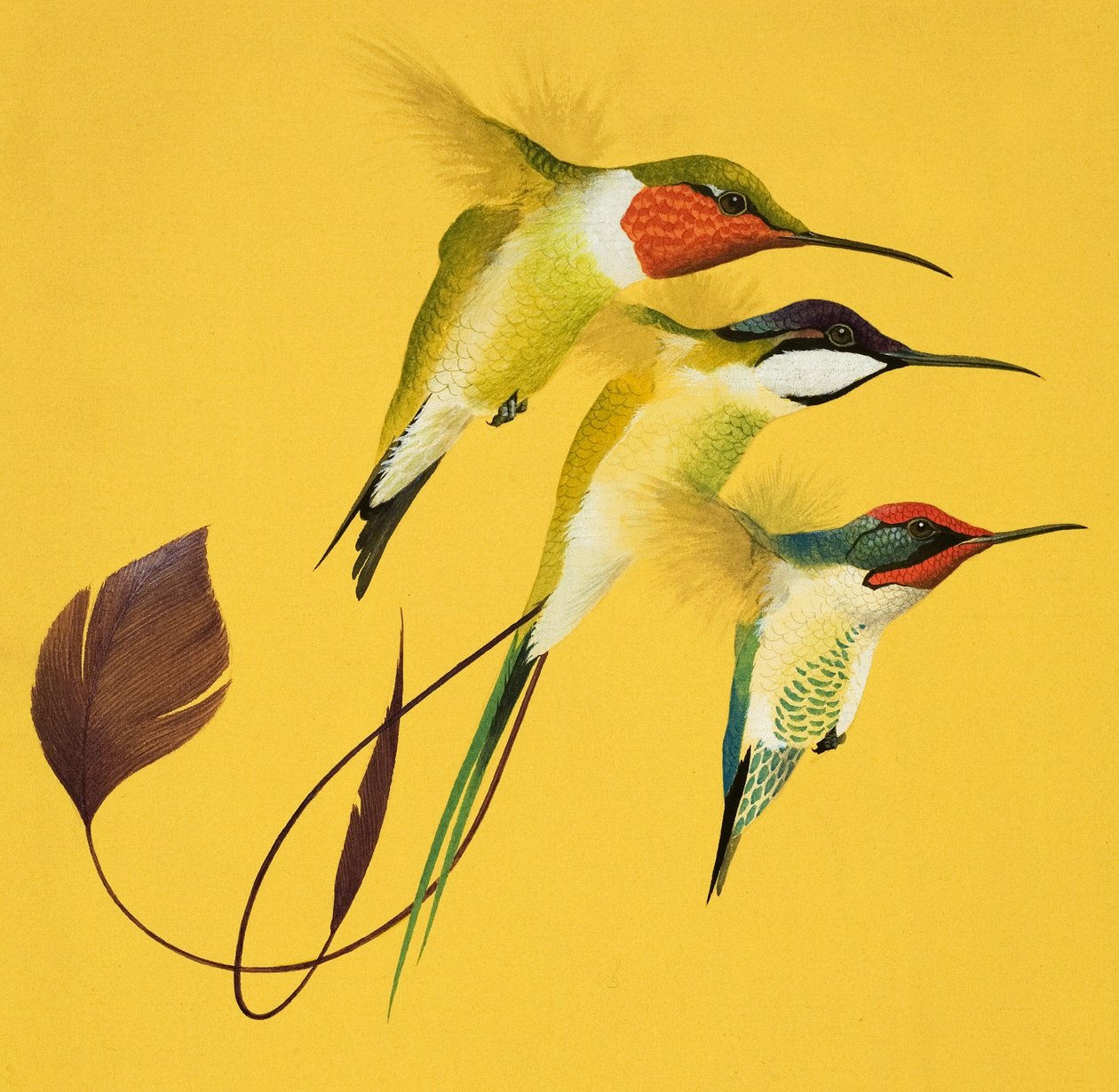 Humming Birds (guassi paperille) tekijältä English School
