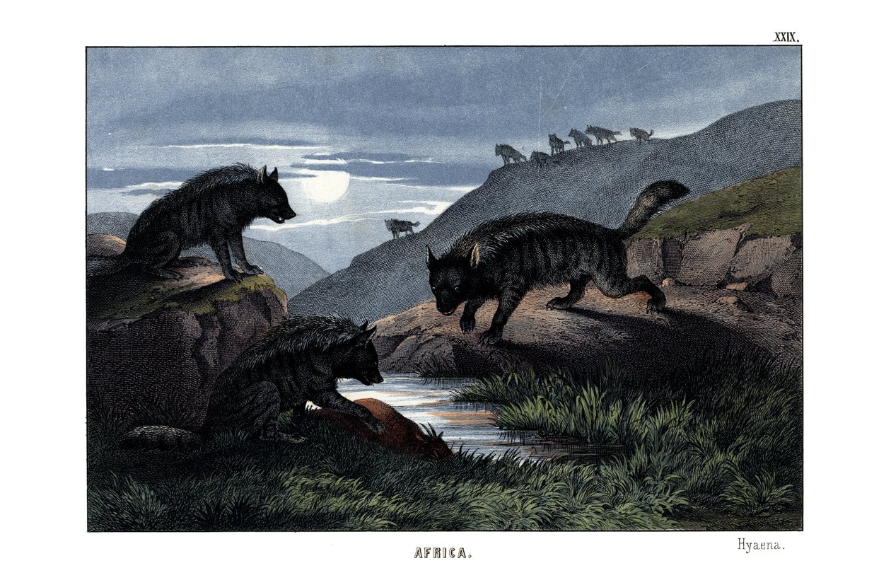 Hyena tekijältä English School
