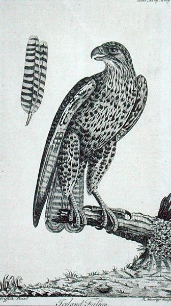 Iceland Falcon (Falcon Rusticolus), 