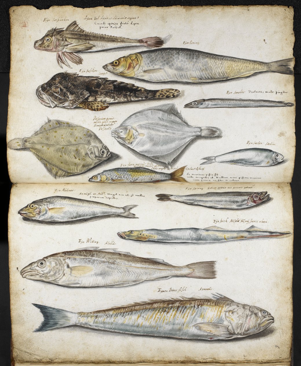 John Rayn De Historia Pisciumiin liittyviä kuvia, n. 1686 (akvarelli paperille) tekijältä English School