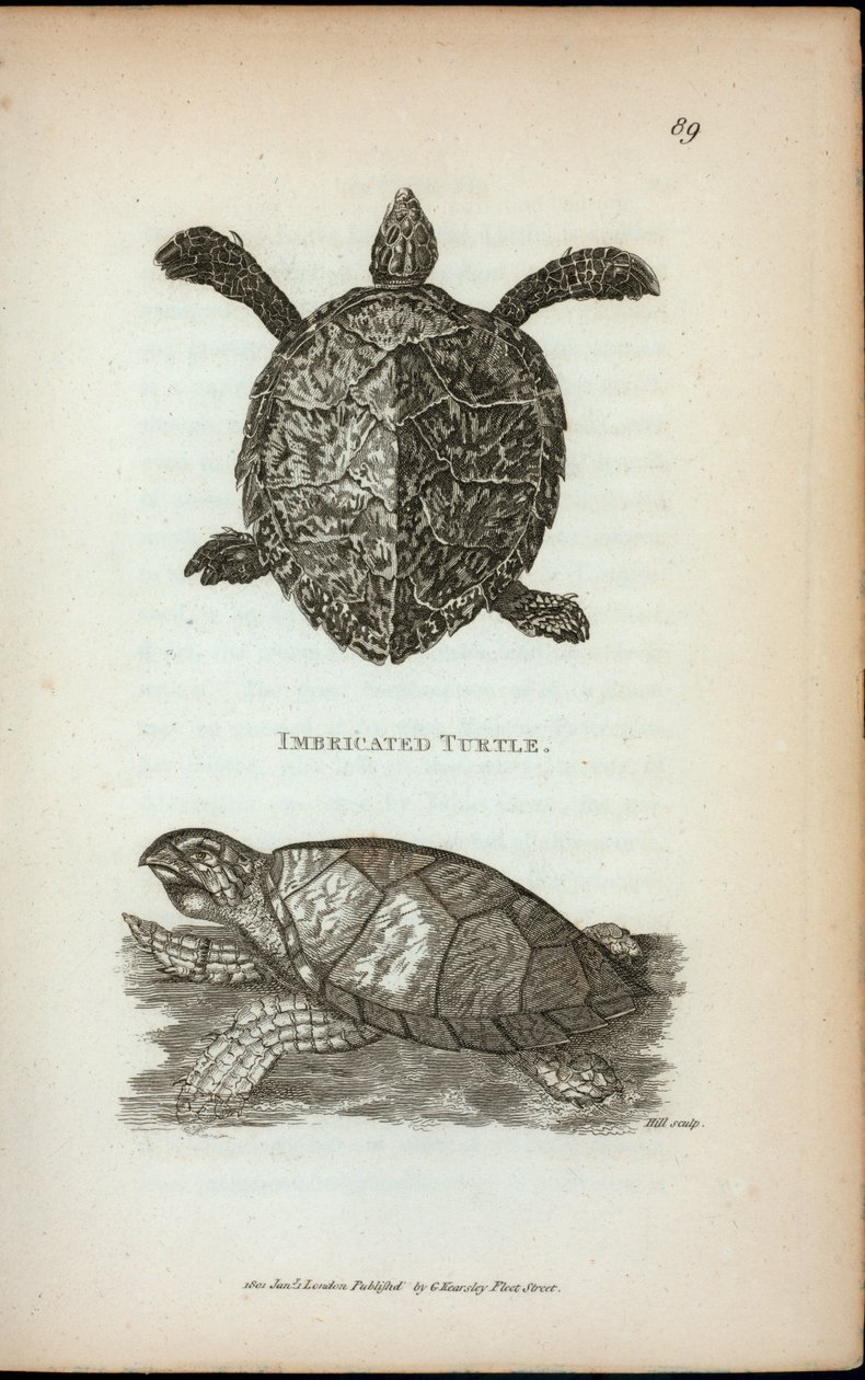 Imbricated Turtle George Shaw