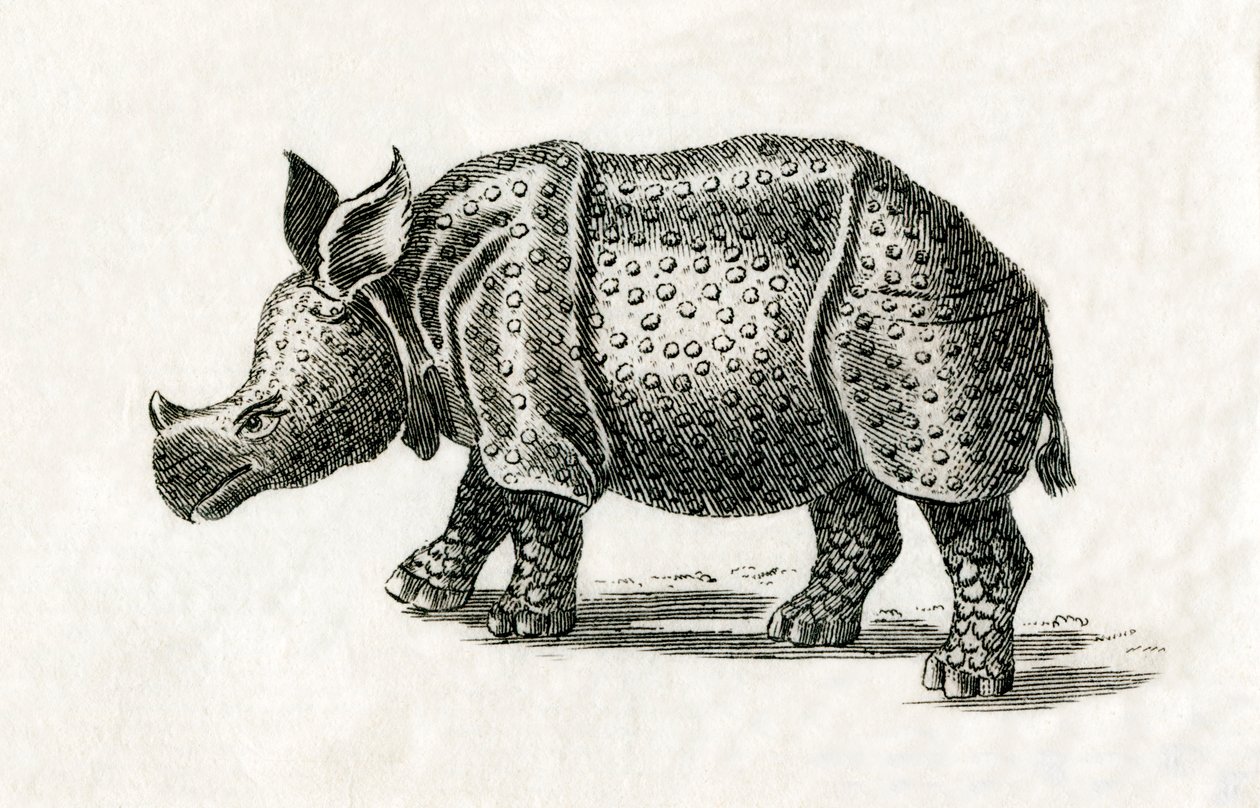 Intian sarvikuono tai yksisarvinen sarvikuono, Rhinoceros unicornis, 1700-luvun printistä (kaiverrus) tekijältä English School