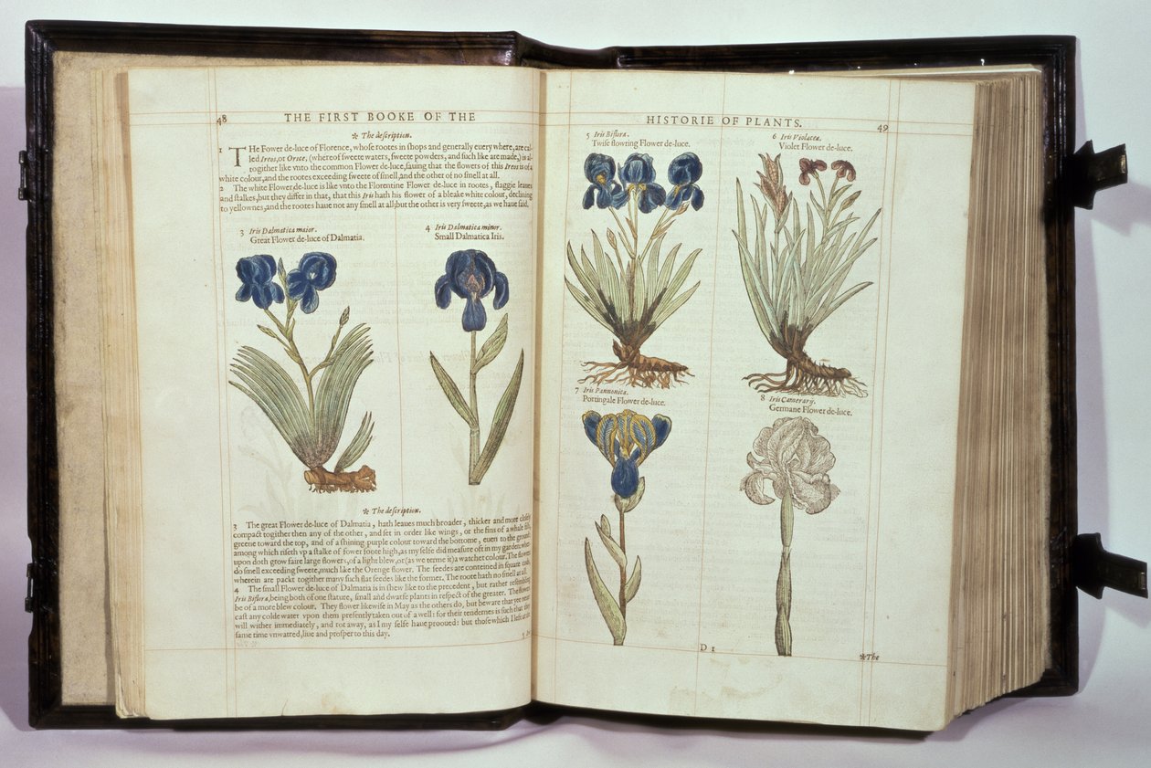 Iris (Flowers de-luce), kuusi lajiketta John Gerardin kirjasta "The First Booke of the Historie of Plants", julkaistu 1597 tekijältä English School