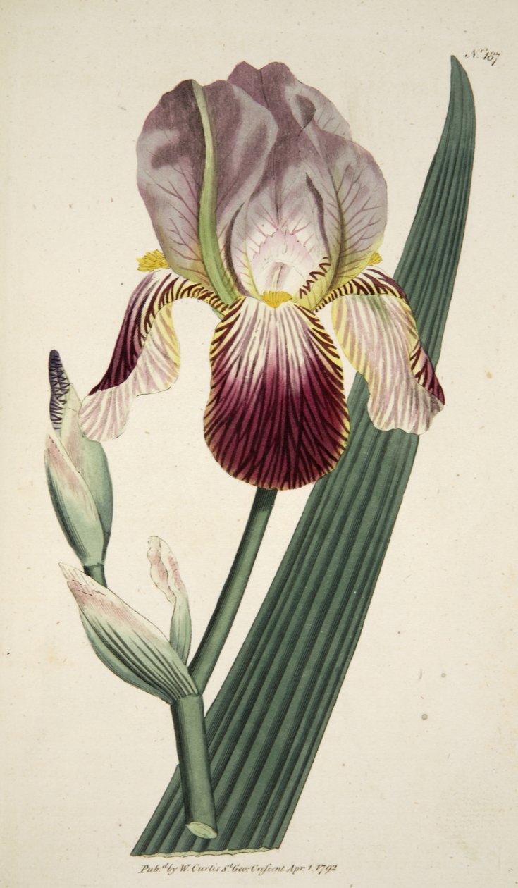 Iris Sambucina (Elder Scented Iris), The Botanical Magazine tai Flower Garden Displayed, pub. 1792 (käsinvärinen kaiverrus) tekijältä English School