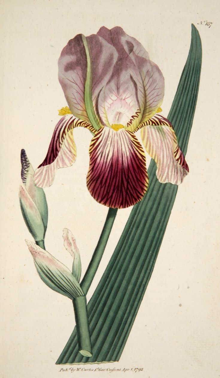 Iris Sambucina Vanhin Tuoksuinen Iris, pub. 1792 käsinvärjätty kaiverrus. tekijältä English School