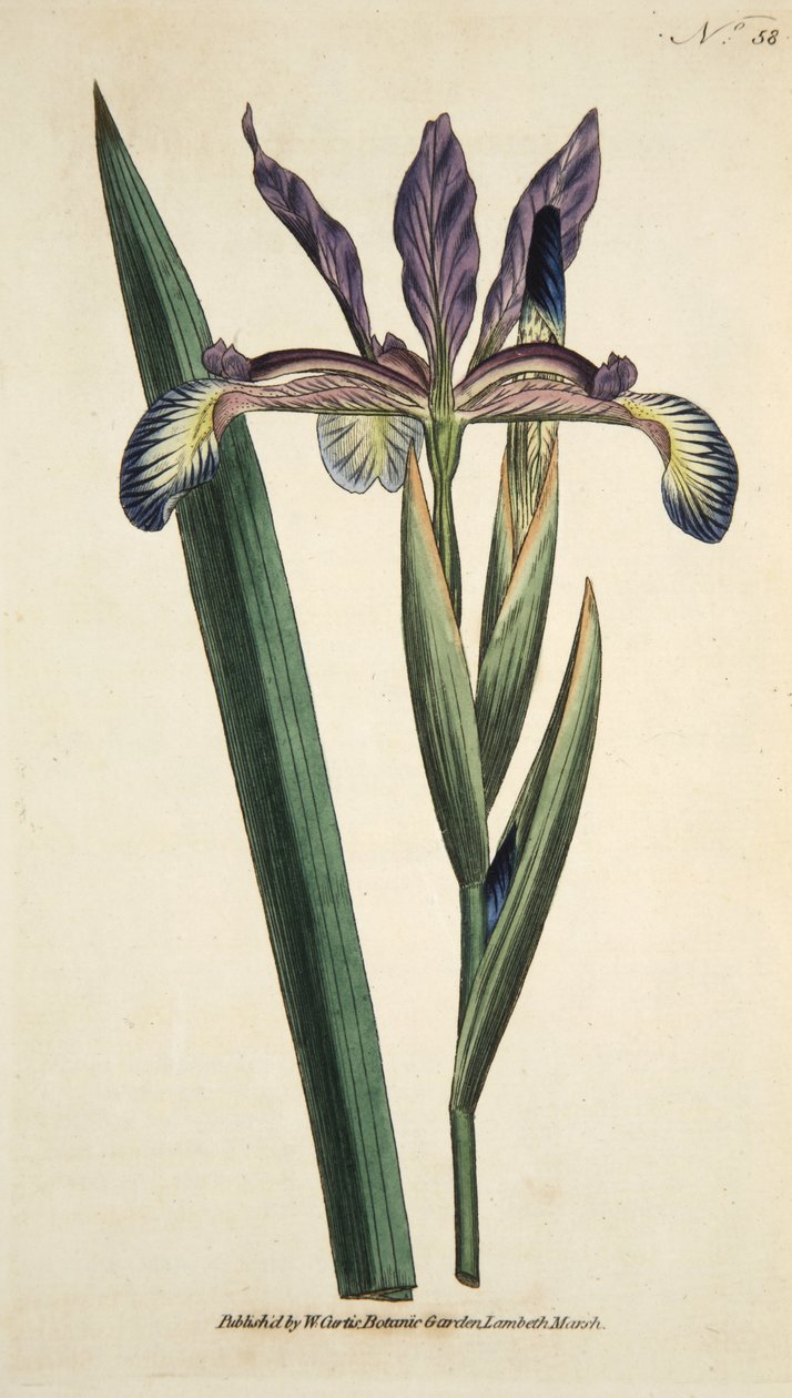 Iris Spuria (Spurious Iris), The Botanical Magazine tai Flower Garden Displayed, pub. 1790 (käsinvärinen kaiverrus) tekijältä English School