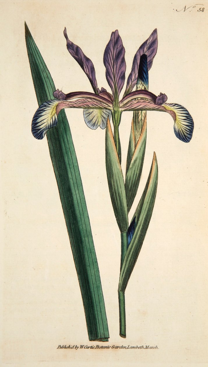 Iris Spuria Spurios Iris, pub. 1790 käsinvärjätty kaiverrus. tekijältä English School