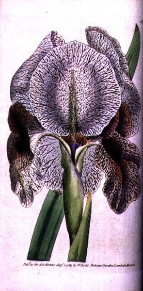 Iris susiana tekijältä English School