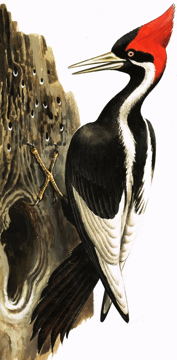 Ivory-billed Woodpecker (guassi paperille) tekijältä English School