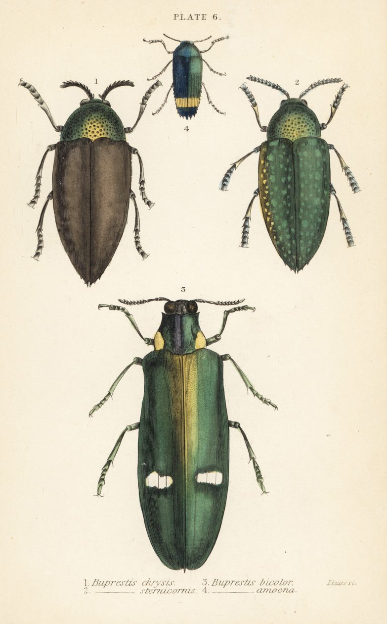 Jalokivikuoriaiset: Buprestis chrysis 1, Buprestis sternicornis 2 tekijältä English School