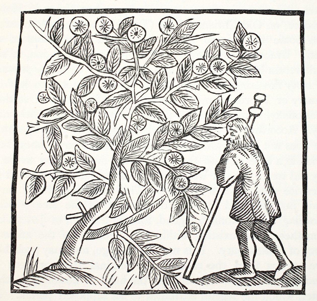 Joseph of Arimathea ja Glastonbury Thorn, kuvitus John Ashtonin kirjasta Chap-books of the Eightenth Century, pub. 1882 tekijältä English School