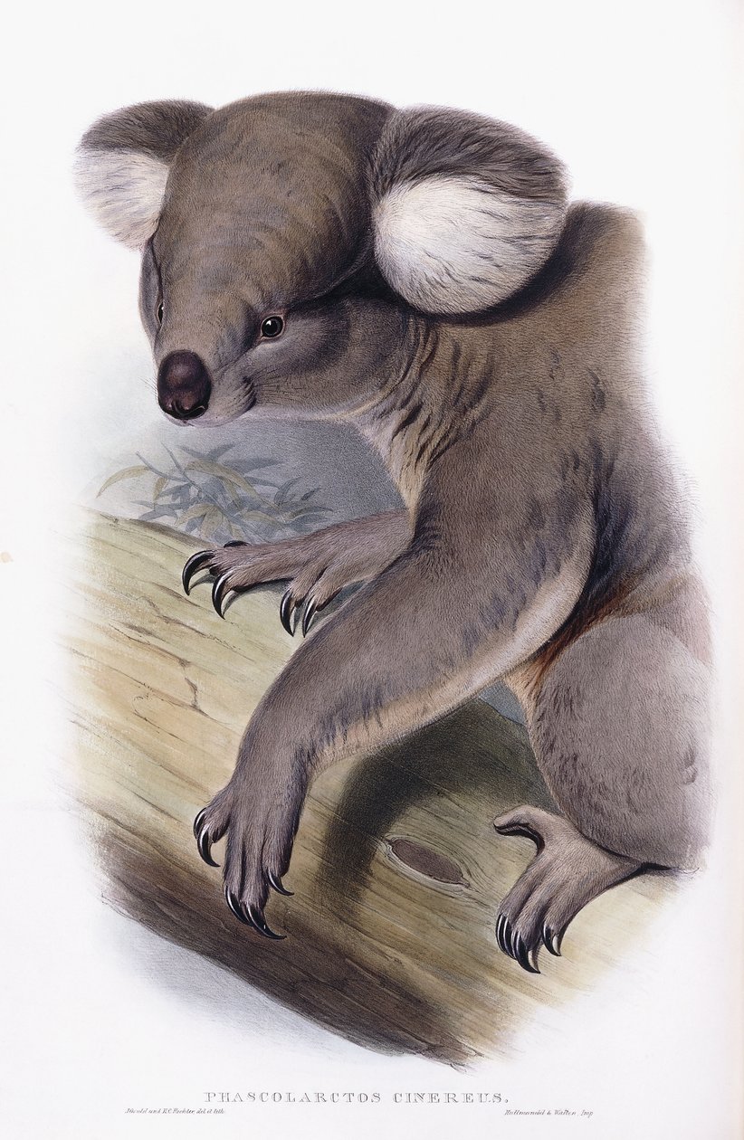 Koala - Phascarctos cinereus, 1845-1863 tekijältä English School