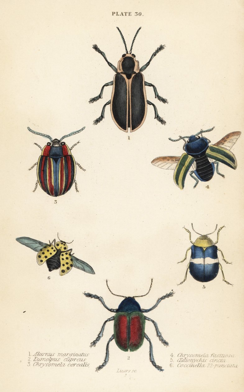 Lehtikuoriaiset: Alurnus marginatus 1, Eumolpus curpreus 2, Chrysolina cerealis 3, kuollut nokkosen lehtikuoriainen, Chrysolina fastuosa 4, Oedionychis cincta 5 ja 22-täpläinen leppäkerttu Psyllobora vigintiduopunctata 6 tekijältä English School