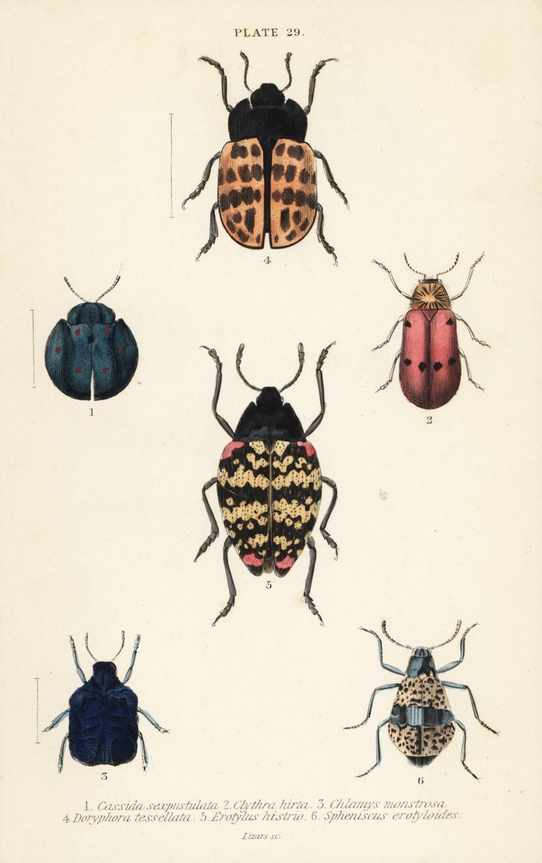 Lehtikuoriaiset: Cyrtonota sexpustulata 1, Lachnaia hirta 2, Chlamys monstrosa 3, Doryphora tessellata 4, Erotylus histrio 5 ja Spheniscus erotyloides 6 tekijältä English School