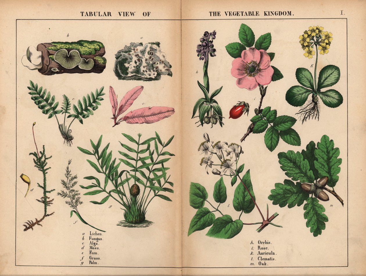 Jäkälä, sieni, levä, sammal, saniainen, ruoho, palmu, orkidea, ruusu, auricula, klematis ja tammi. , julkaisusta "The Instructive Picture Book, or Lessons from the Vegetable World", [Charlotte Mary Yonge], Edinburgh tekijältä English School