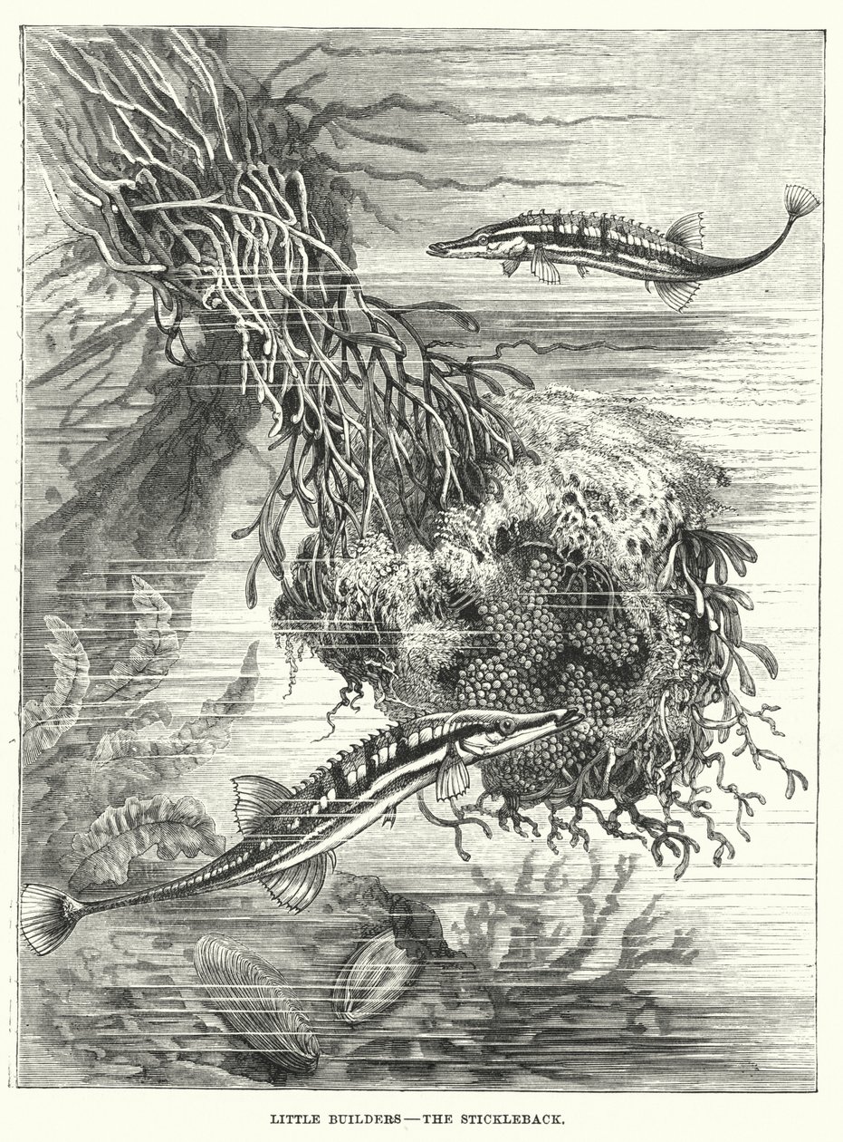 Pienet rakentajat, tikku-ukko (kaiverrus) tekijältä English School